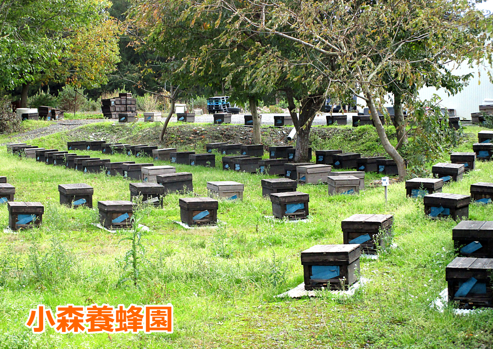 小森養蜂園