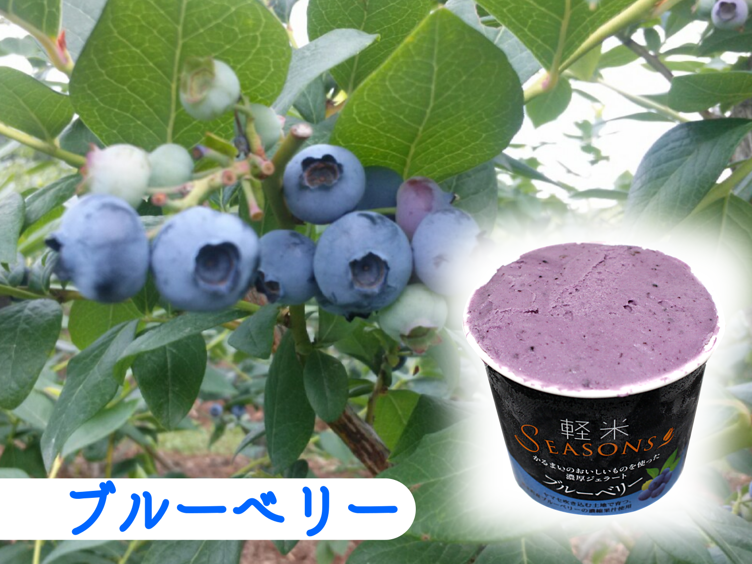 ブルーベリー個別2
