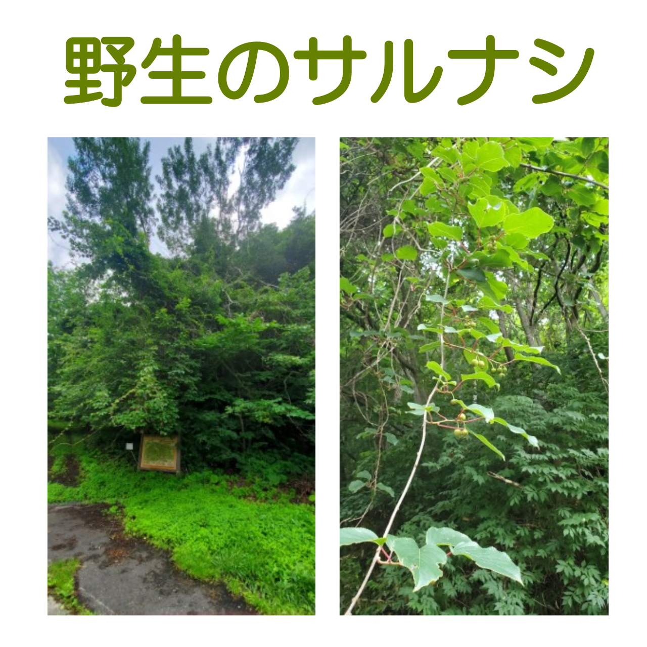 さるなしたまご003