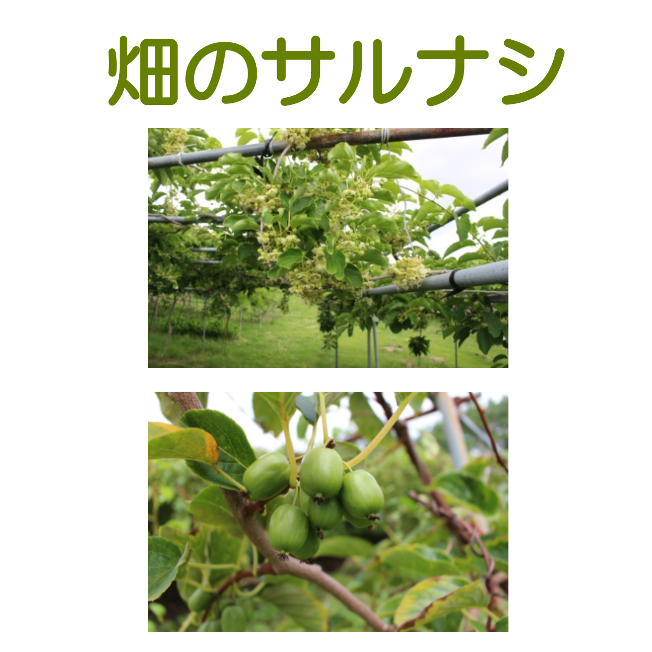 さるなしたまご004