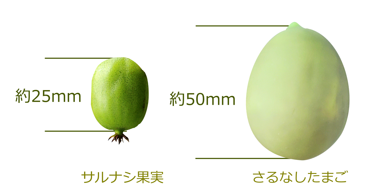 さるなしたまご005